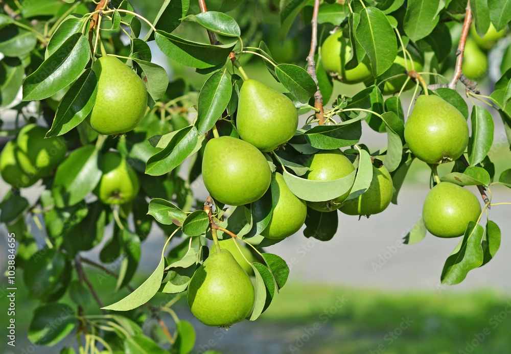 Green pear on the branch Green pear on the branch