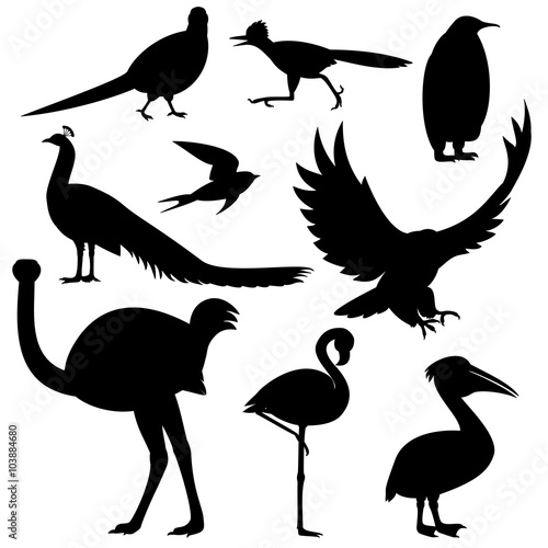 various silhouettes of birds