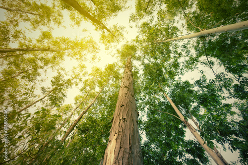 Fototapeta Naklejka Na Ścianę i Meble -  The eucalyptus many high into the sky . Photos in elevation Clear Dimly bright and sunny, dream soft style