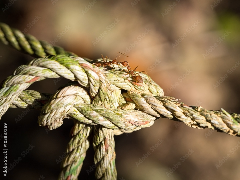 Red ants on the old rope and bokeh on background Red ants on the old rope and bokeh on background