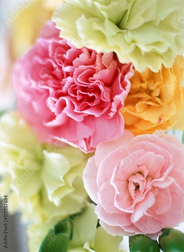 カラフルなカーネーション