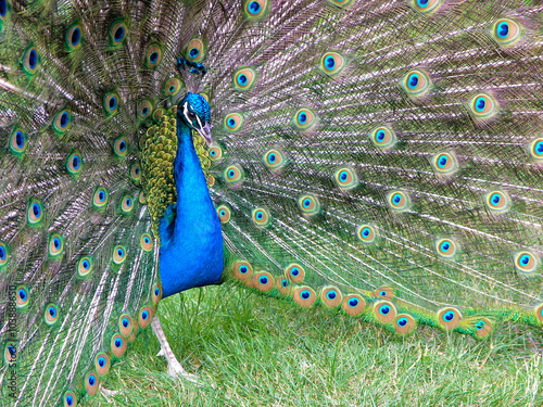 The peacock is the most beautiful bird in the world, and peacock tail is of extraordinary beauty