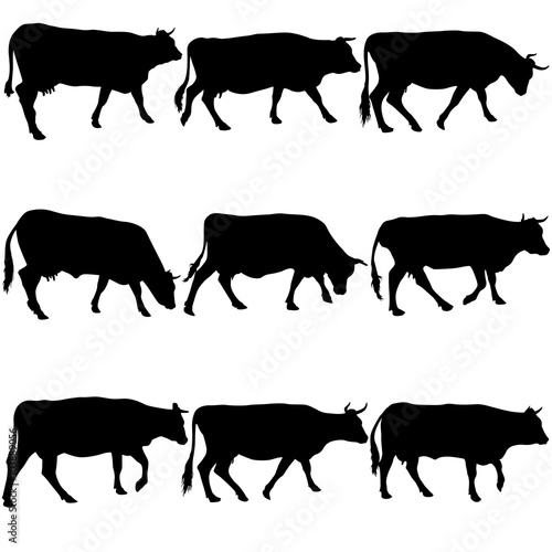 Collection  black silhouettes of cow. Vector illustration.