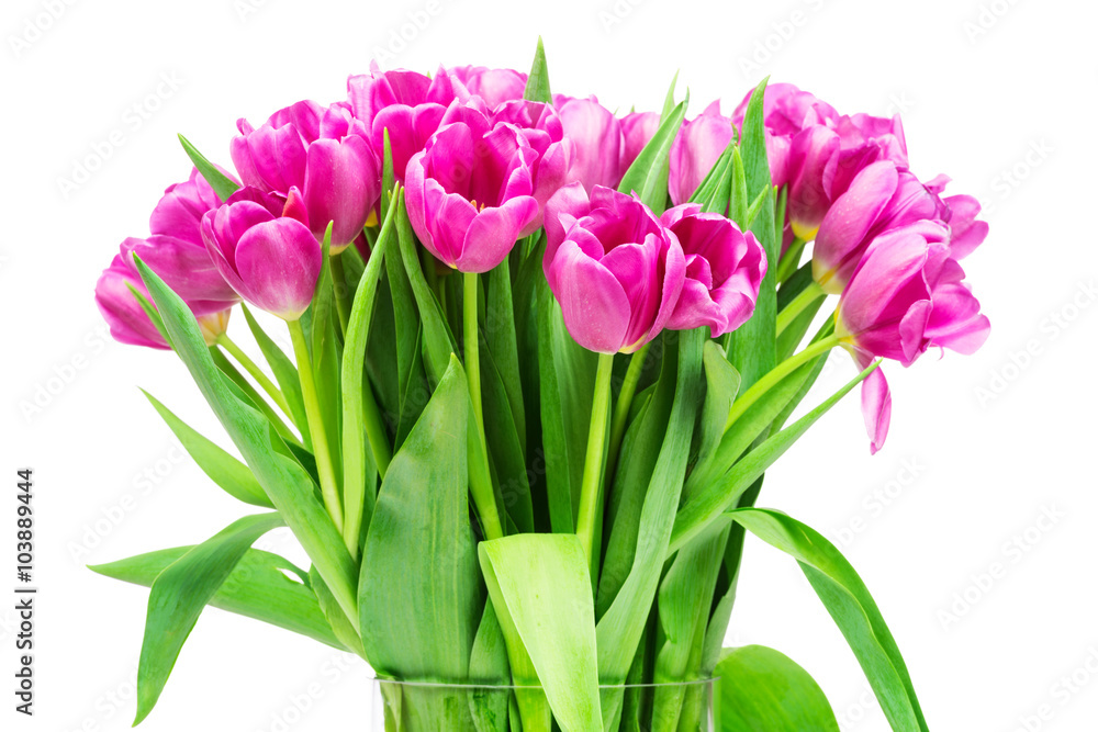 Obraz premium Tulips on white background