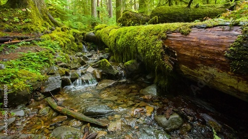 Small stream in the sun surrounded by rocks covered with moss in the Sol Duc Rainforest, Olympic National Park, Washington