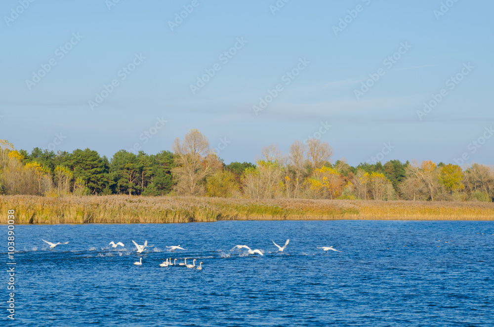A flock of wild swans floating on the river, autumn landscape, wildlife, hunting season