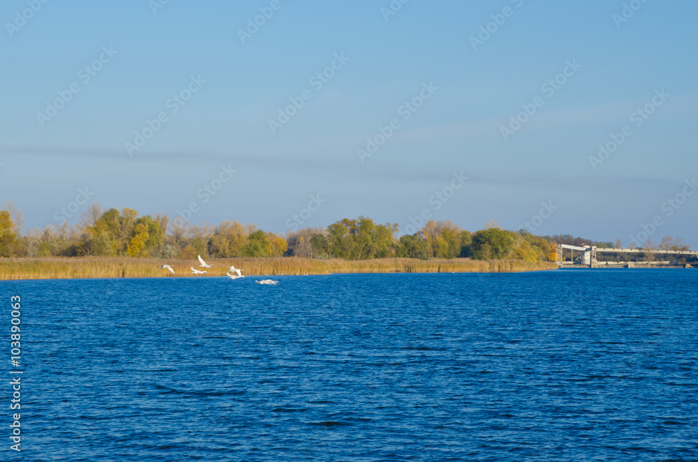 A flock of wild swans floating on the river, autumn landscape, wildlife, hunting season