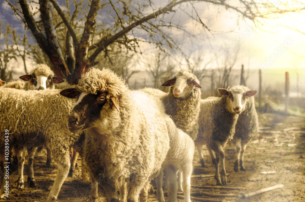 Sheep in the countryside looking at the camera Sheep in the countryside looking at the camera