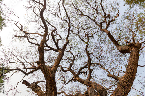 Silhouettes of dry tree branches against sunny sky as natural background or concept art