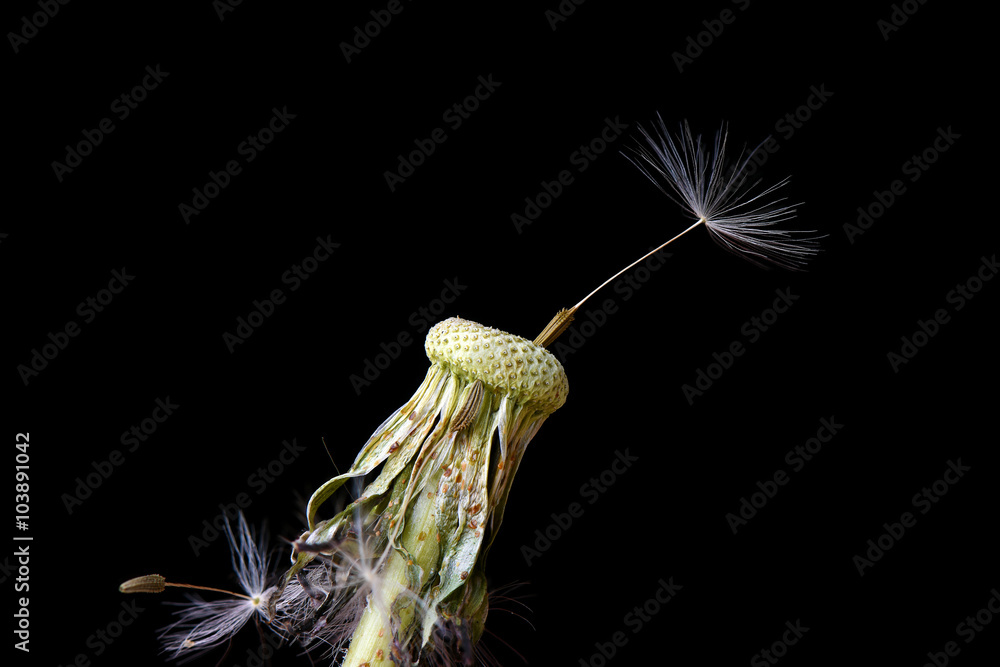Obraz premium Closeup photo of dandelion seeds on black background
