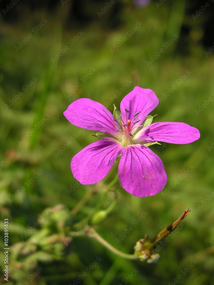 pretty,small purple flower close up pretty,small purple flower close up