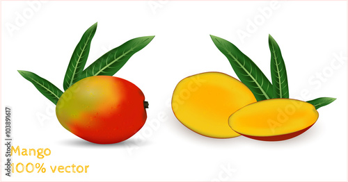 Fresh mango with slice of mango. Photorealistic vector image.