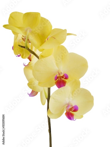 yellow orchid close up