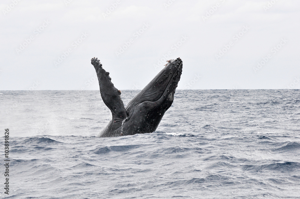 Naklejka premium ザトウクジラ