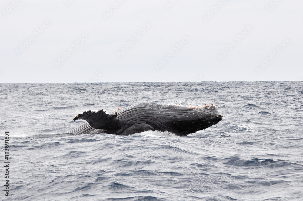 Obraz premium ザトウクジラ