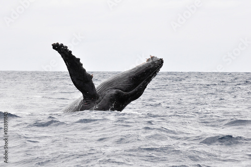 ザトウクジラ © indy1227