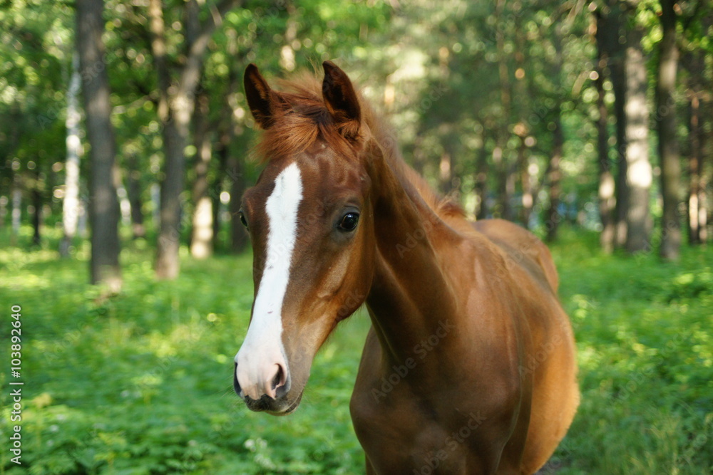 colt curiosity develops the world