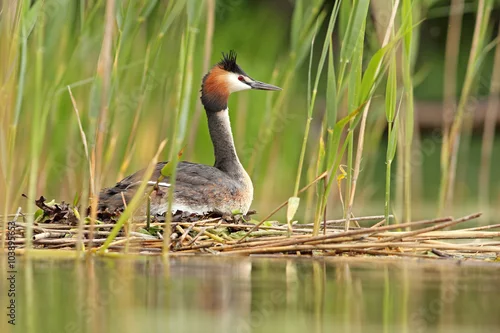 Obraz Perkoz dwuczuby (Podiceps cristatus)