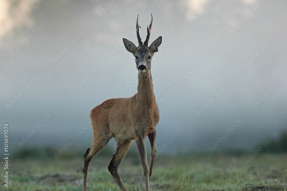 Fototapeta premium Sarna europejska (Capreolus capreolus)
