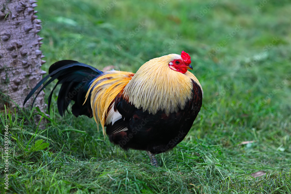 Chicken in grass