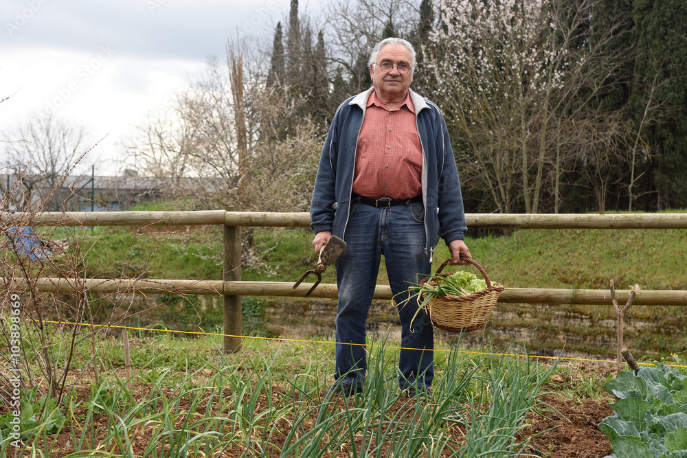 Fototapeta premium portrait of a retired man in his vegetable garden
