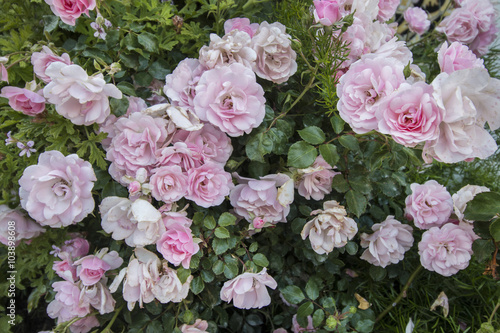 Close detail view of a bush of beautiful pink roses. © Mauro Rodrigues