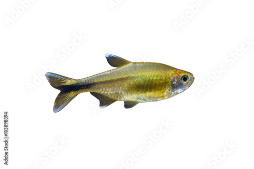 Schilderij op canvas Silver tipped tetra (Hasemania nana)