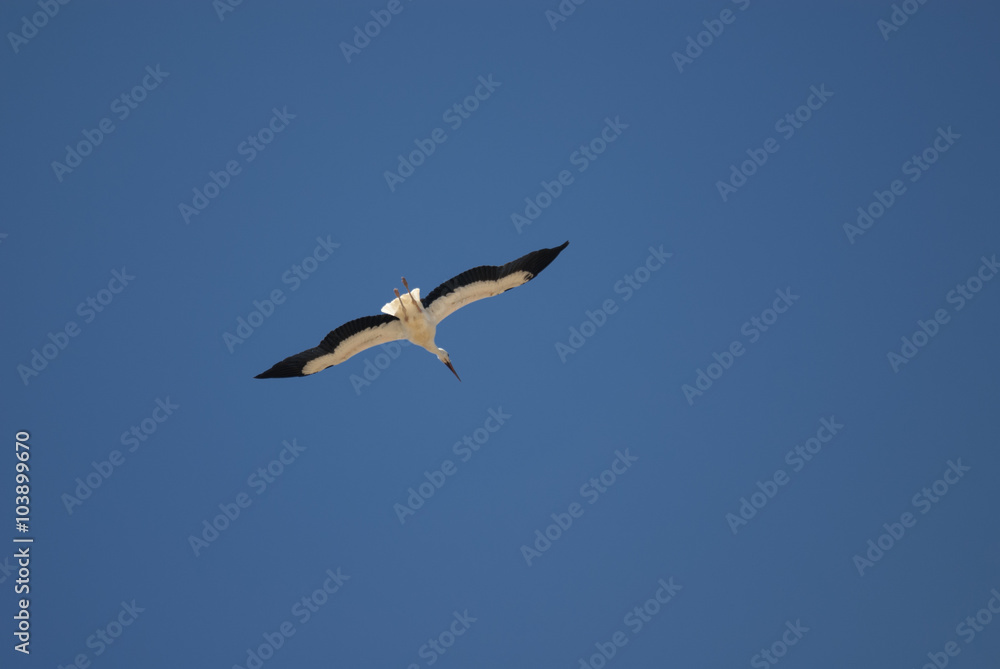 Almudevar (Aragon, Spain): stork