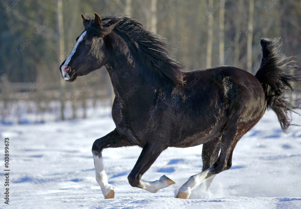 Beautiful black Stallion running on snow Beautiful black Stallion running on snow