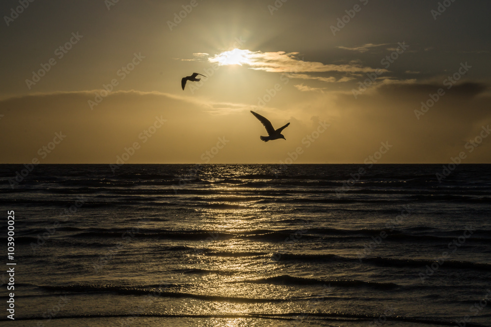 Silhouette von Möwen an der Nordsee