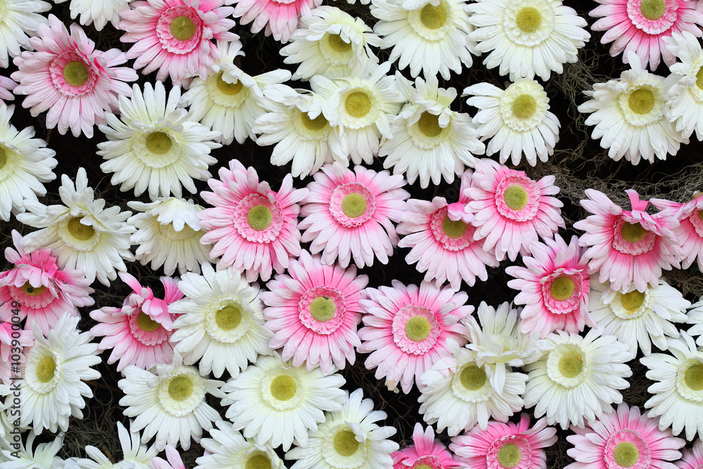 gerbera flower as background