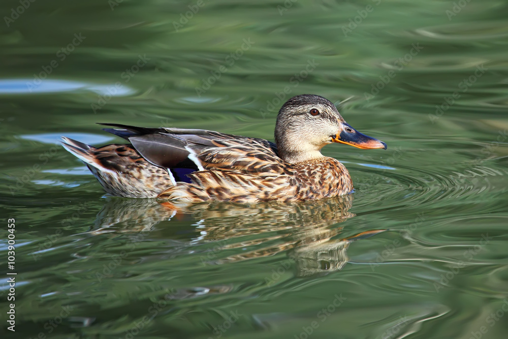 Fototapeta premium Mallard duck