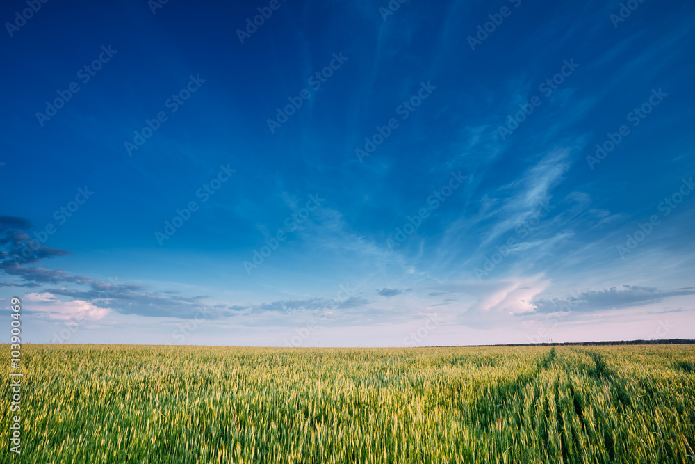 Green Wheat Field In Spring season. Agricultural Rural Landscape