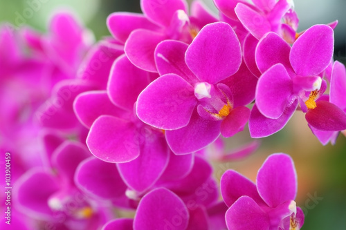 beautiful purple orchid flower.