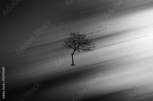 Abstract dreams fine art black and white © harshvardhan