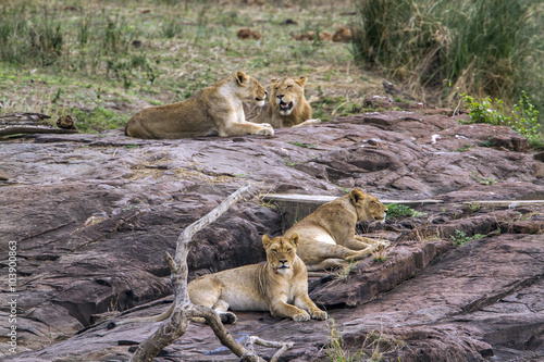 Lion in Kruger National park  South Africa