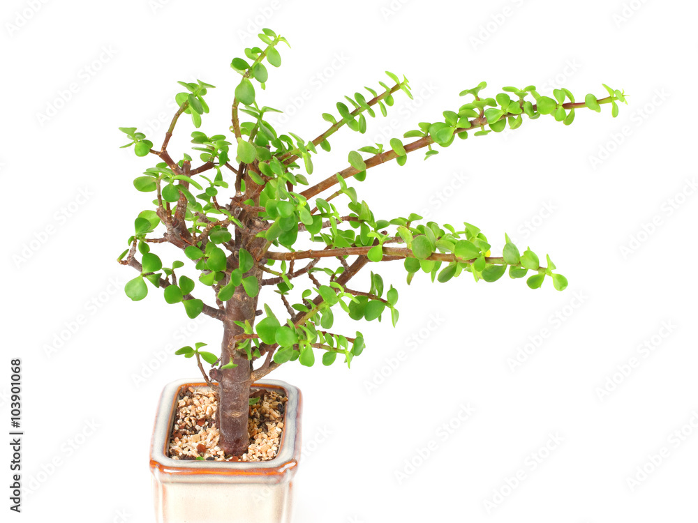 houseplant money tree crassula isolated on white background houseplant money tree crassula isolated on white background