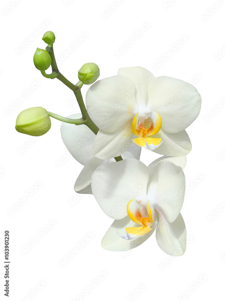Obraz premium białe orchidee
