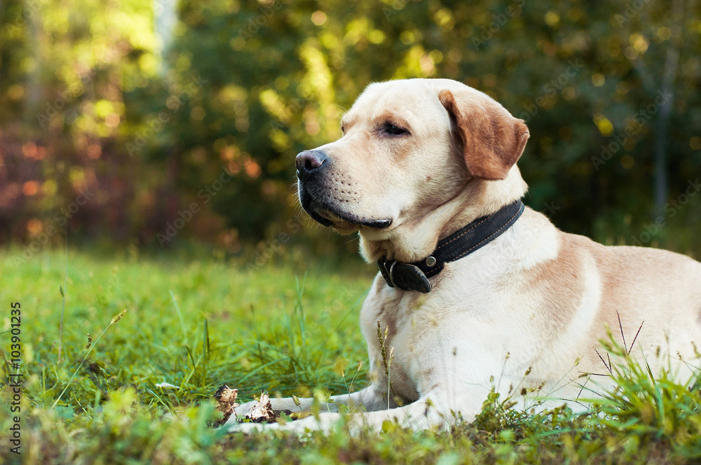 Labrador retriever starimg Labrador retriever starimg