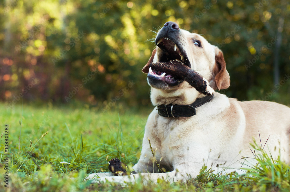 Labrador retriever playing with stick Labrador retriever playing with stick