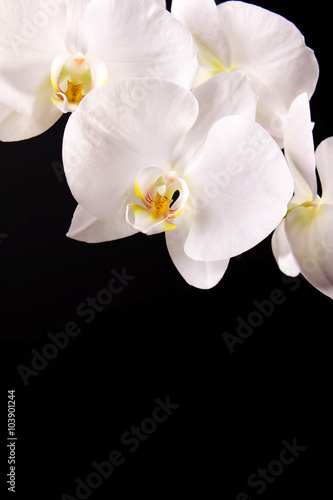Fototapeta Naklejka Na Ścianę i Meble -  branch white orchid and black background