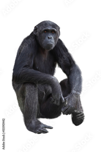 Chimpanzee on a white background photo