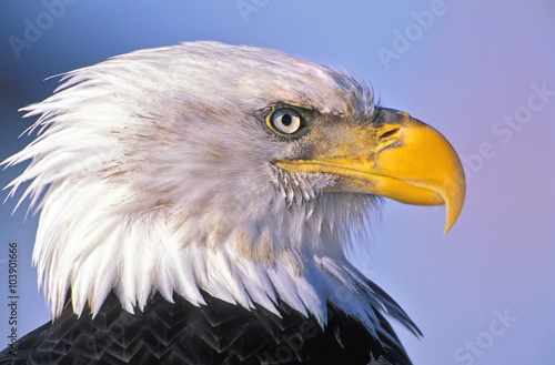 Canvas-taulu Head of mature Bald Eagle