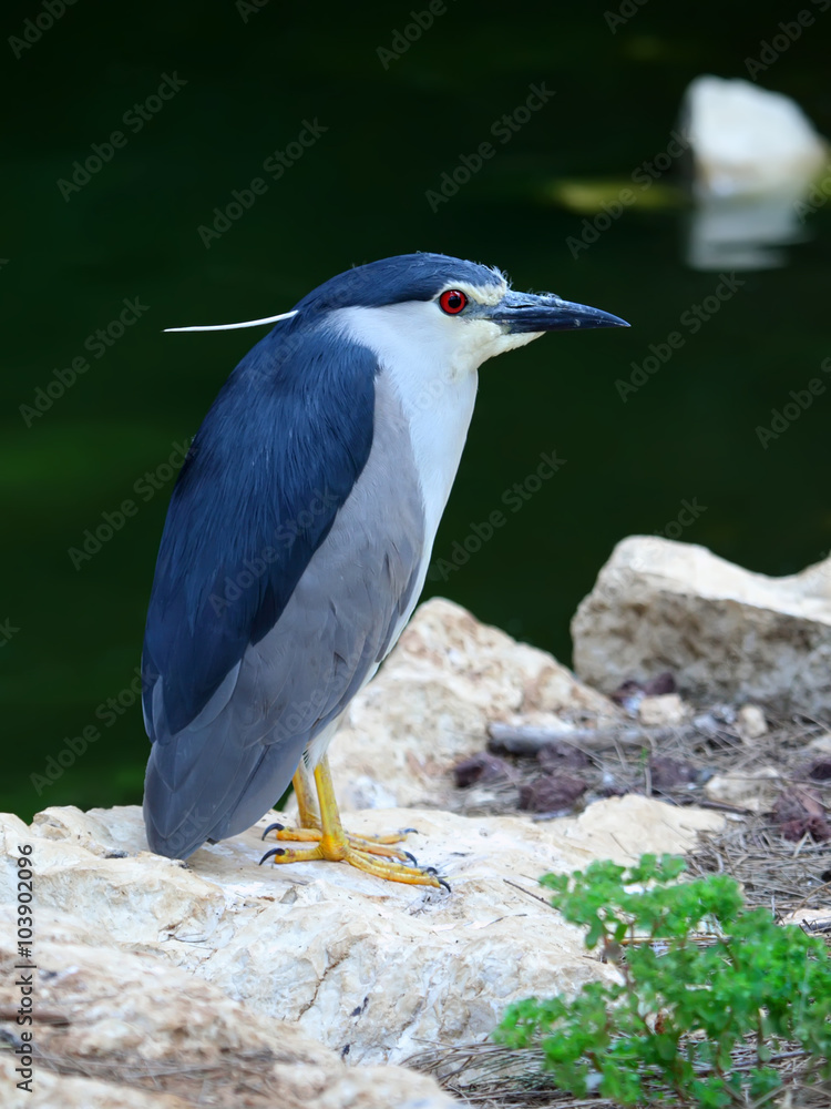 Naklejka premium Nycticorax
