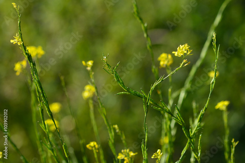An annual plant in the cabbage family Black mustard (Brassica nigra). (Cruciferae), with seeds used as a spice, showing yellow flowers

