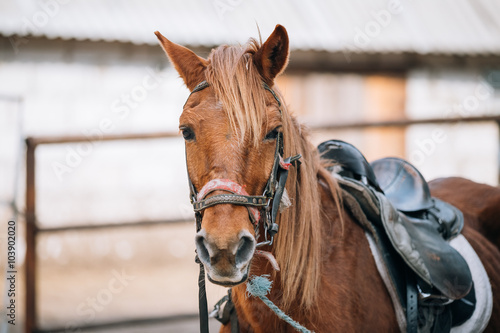 Close Up Portrait Of Brown Horse