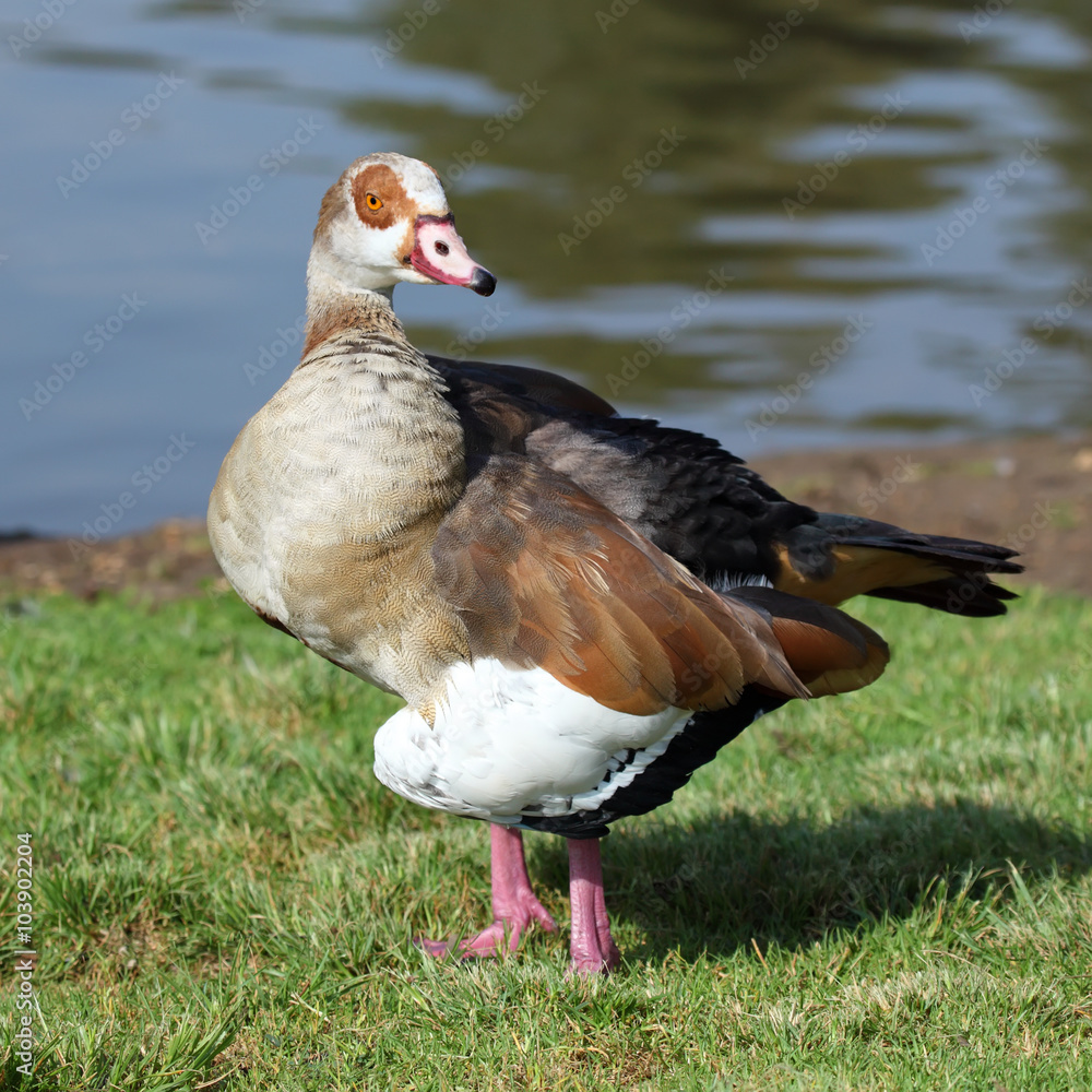 Egyptian Goose Egyptian Goose