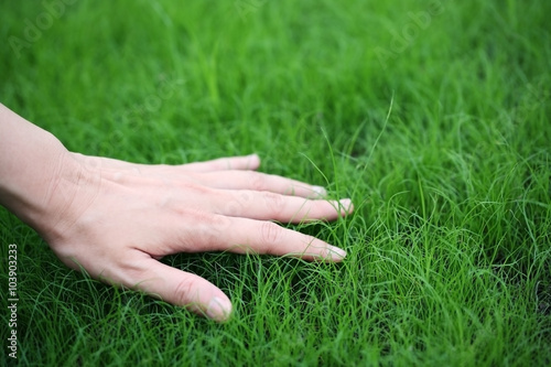 hand touching green grass. © sakhorn38