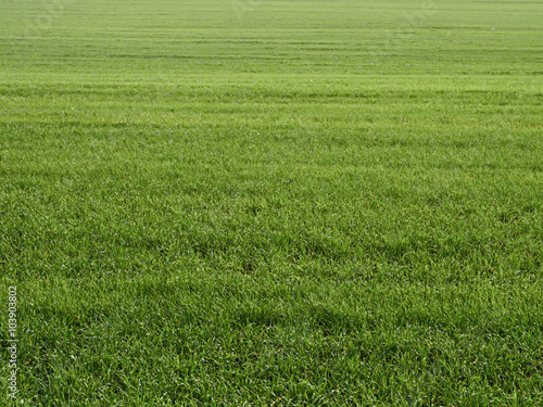 Green grass field background, texture
