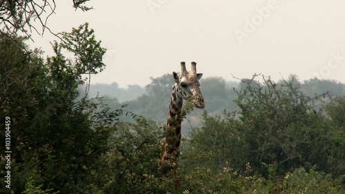 A giraffe eating some leafs in a forest in the Akagera national park.